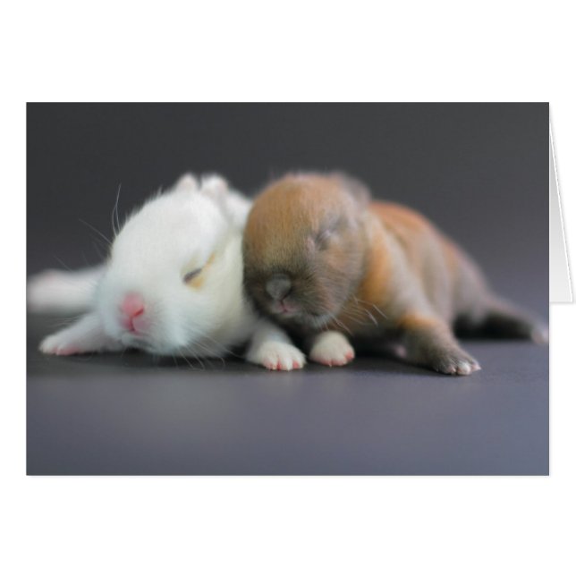 Netherland Dwarf Rabbits (Front Horizontal)