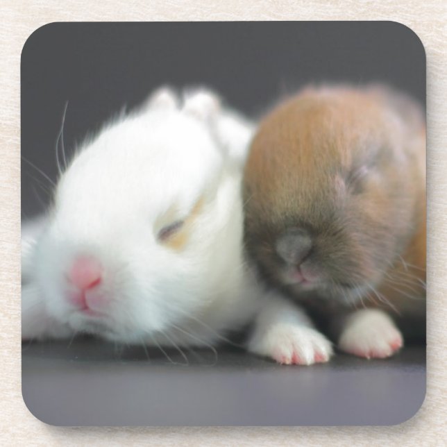 Netherland Dwarf Rabbits Coaster (Front)
