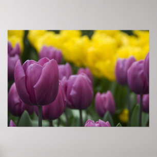 Netherlands aka Holland), Lisse. Keukenhof 10 Poster