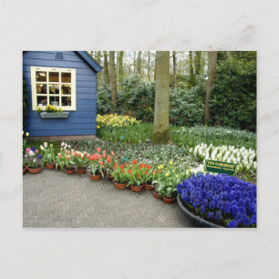 Netherlands aka Holland), Lisse. Keukenhof 11 Postcard