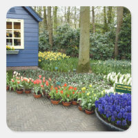 Netherlands aka Holland), Lisse. Keukenhof 11