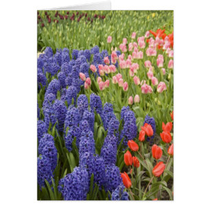 Netherlands aka Holland), Lisse. Keukenhof 2