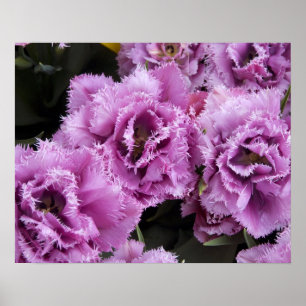 Netherlands (aka Holland), Lisse. Keukenhof 2 Poster