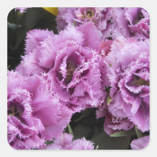 Netherlands (aka Holland), Lisse. Keukenhof 2 Square Sticker