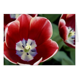 Netherlands (aka Holland), Lisse. Keukenhof 3