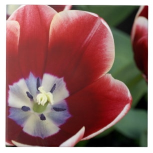 Netherlands (aka Holland), Lisse. Keukenhof 3 Ceramic Tile