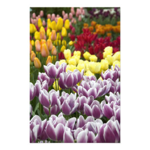 Netherlands aka Holland), Lisse. Keukenhof 3 Photo Print