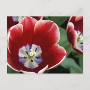 Netherlands (aka Holland), Lisse. Keukenhof 3 Postcard