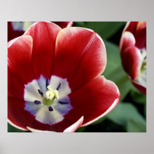 Netherlands (aka Holland), Lisse. Keukenhof 3 Poster