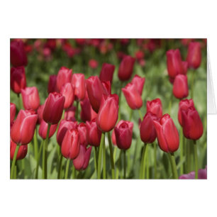 Netherlands (aka Holland), Lisse. Keukenhof 4
