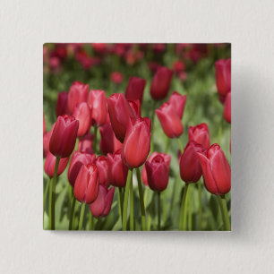Netherlands (aka Holland), Lisse. Keukenhof 4 15 Cm Square Badge