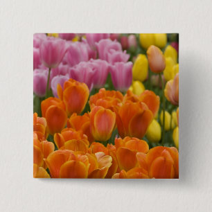 Netherlands aka Holland), Lisse. Keukenhof 4 15 Cm Square Badge