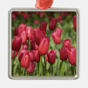 Netherlands (aka Holland), Lisse. Keukenhof 4 Metal Ornament