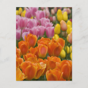 Netherlands aka Holland), Lisse. Keukenhof 4 Postcard