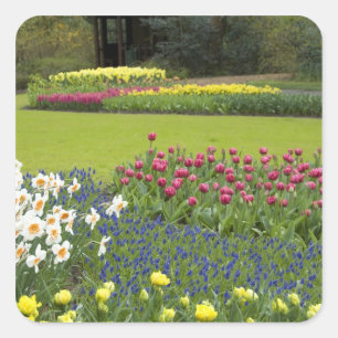 Netherlands aka Holland), Lisse. Keukenhof 5 Square Sticker