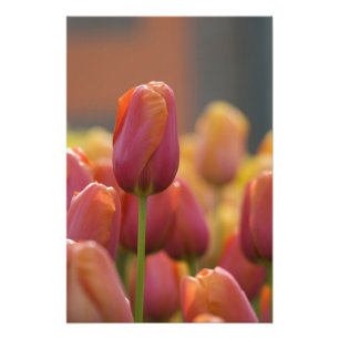 Netherlands aka Holland), Lisse. Keukenhof 6 Photo Print