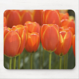 Netherlands aka Holland), Lisse. Keukenhof 7 Mouse Pad