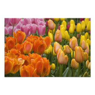 Netherlands aka Holland), Lisse. Keukenhof 9 Photo Print