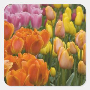 Netherlands aka Holland), Lisse. Keukenhof 9 Square Sticker
