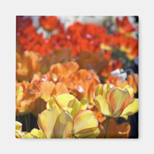 Netherlands aka Holland), Lisse. Keukenhof Magnet