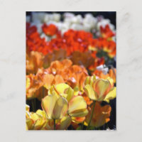 Netherlands aka Holland), Lisse. Keukenhof