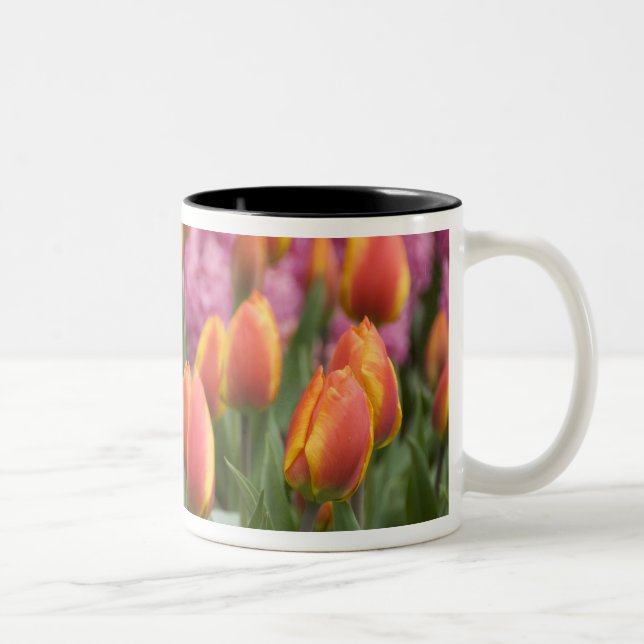 Netherlands (aka Holland), Lisse. Keukenhof Two-Tone Coffee Mug (Right)