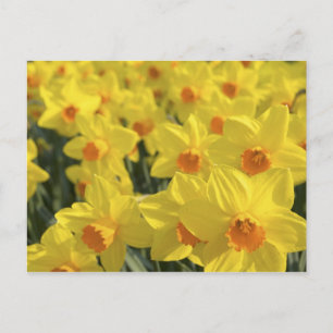 Netherlands, Holland, Lisse, Keukenhof Gardens, Postcard