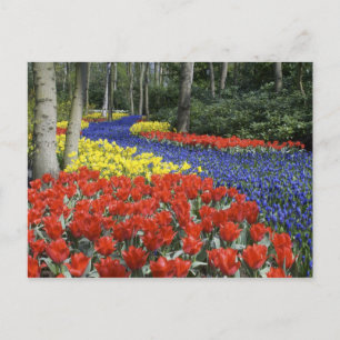 Netherlands, Holland, Lisse, Keukenhof Gardens Postcard