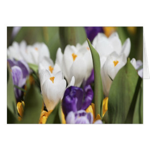 Netherlands, Keukenhoff Gardens, Tulips.