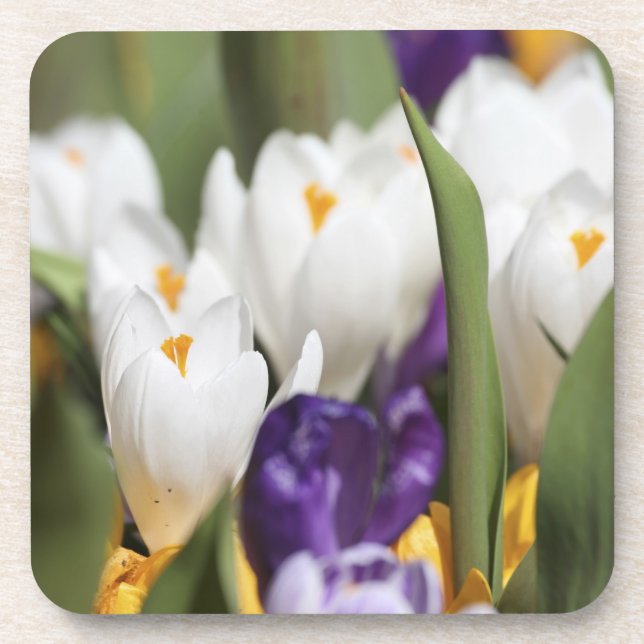 Netherlands, Keukenhoff Gardens, Tulips. Coaster (Front)