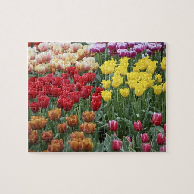 Netherlands, Keukenhoff Gardens, tulips. Jigsaw Puzzle (Horizontal)