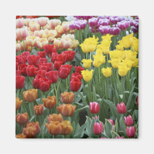 Netherlands, Keukenhoff Gardens, tulips. Magnet