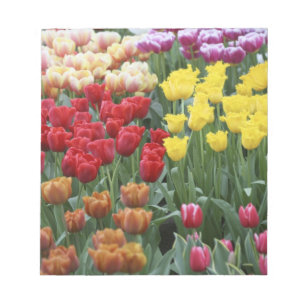 Netherlands, Keukenhoff Gardens, tulips. Notepad
