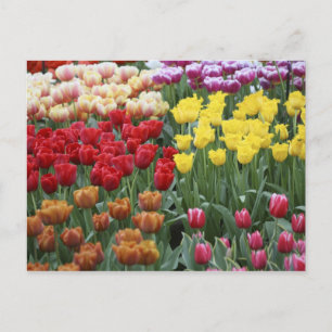 Netherlands, Keukenhoff Gardens, tulips. Postcard