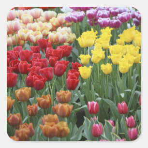 Netherlands, Keukenhoff Gardens, tulips. Square Sticker