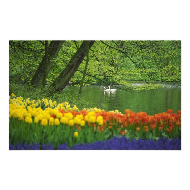 Netherlands, Lisse. White swans on pond amid Photo Print (Front)