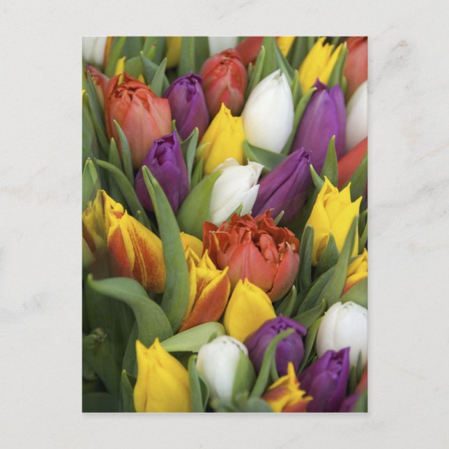 Netherlands, South Holland, Amsterdam Postcard (Front)