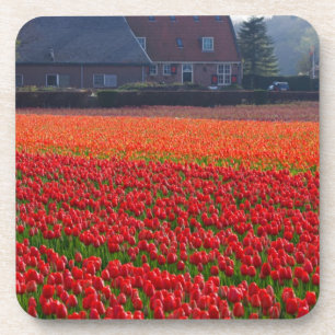 Netherlands: Tulip Field in Holland Coaster