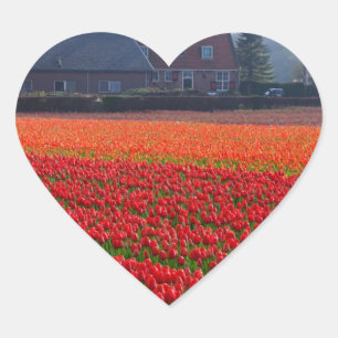 Netherlands: Tulip Field in Holland Heart Sticker