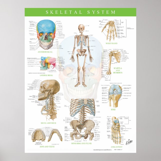 Netter Skeletal System Poster (Front)