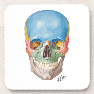 Netter Skull on Sandstone Coasters
