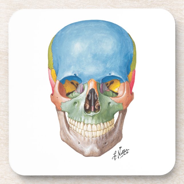Netter Skull on Sandstone Coasters (Front)