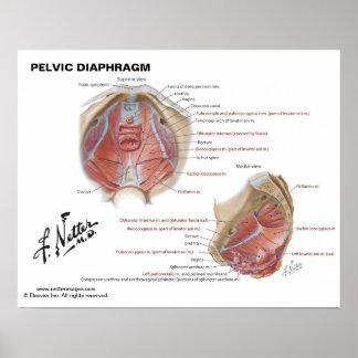 Netter's Pelvic Diaphragm - Labelled Chart