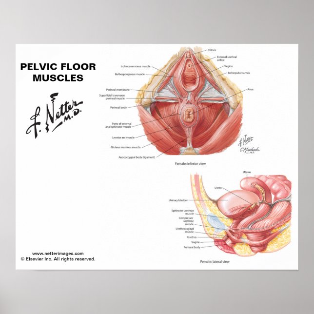 Netter's Pelvic Floor Muscles - Labelled Chart (Front)