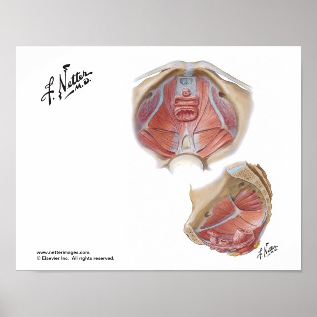 Netter's Pelvic Floor Poster (Front)