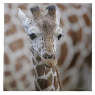 Netzgiraffe, Giraffa camelopardalis reticulata Ceramic Tile