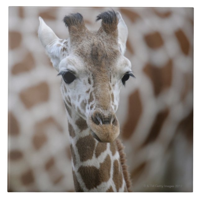Netzgiraffe, Giraffa camelopardalis reticulata Ceramic Tile (Front)