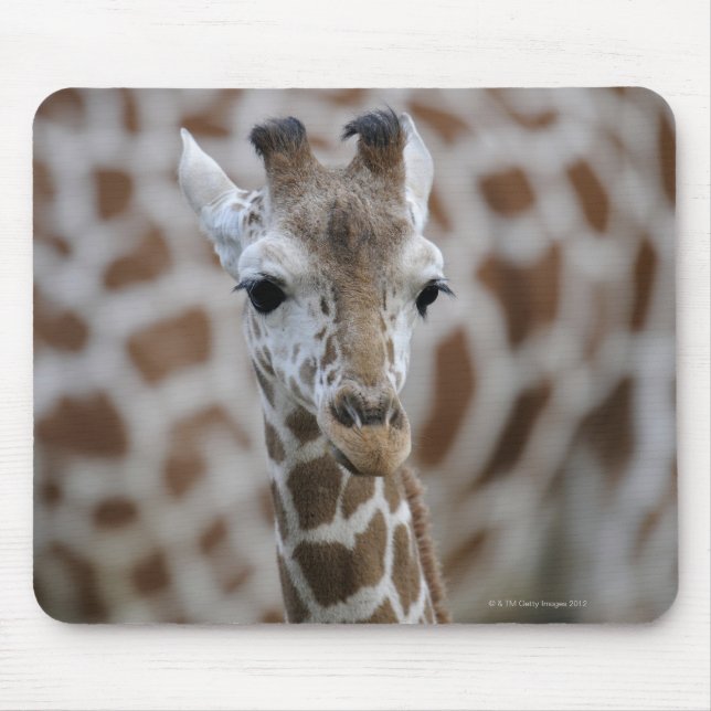 Netzgiraffe, Giraffa camelopardalis reticulata, Mouse Pad (Front)
