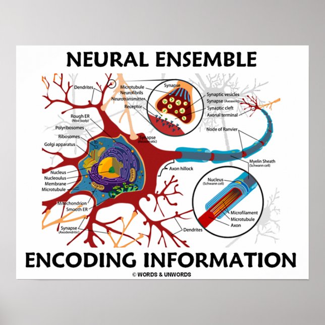 Neural Ensemble Encoding Information Poster (Front)