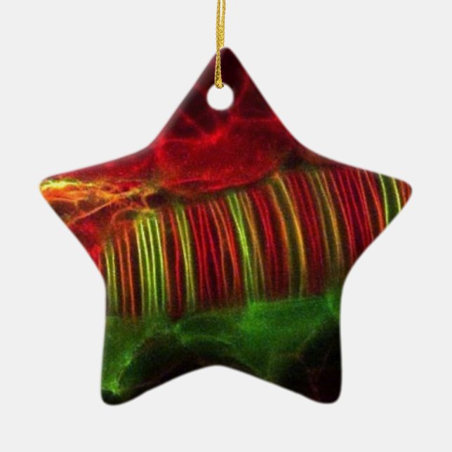 Neural tube ceramic tree decoration (Front)